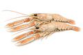 Langostinos