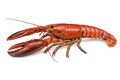 Langosta