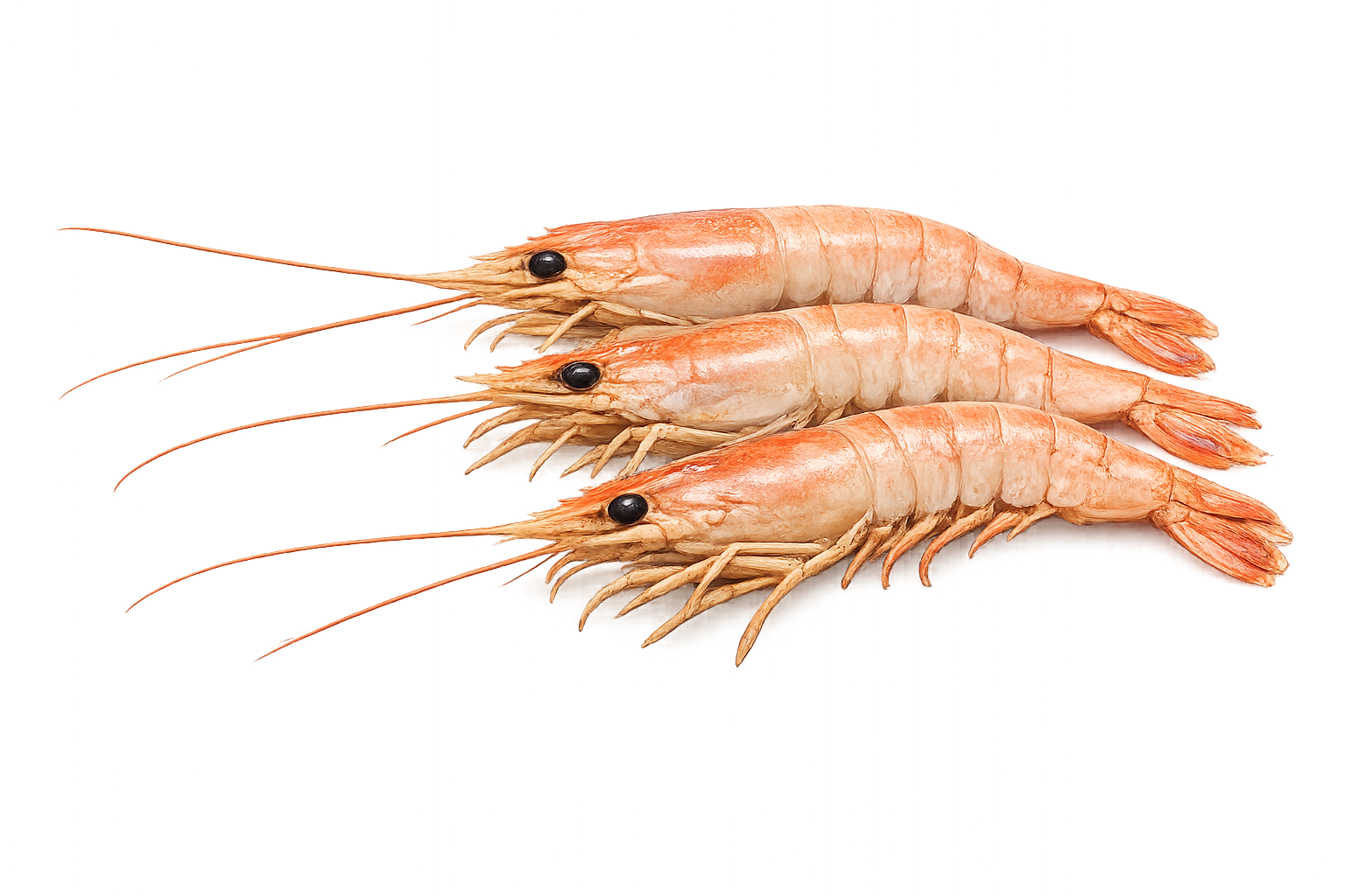 Camarones