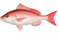 Pargo Rojo