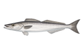 Merluza