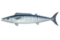 Sierra Wahoo